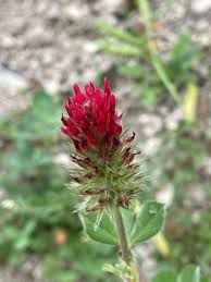Image result for Trifolium incarnatum