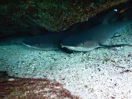 Image result for Triaenodon obesus