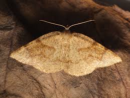 Attēlu rezultāti vaicājumam “Plagodis pulveraria”