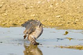 Attēlu rezultāti vaicājumam “Accipiter nisus female”