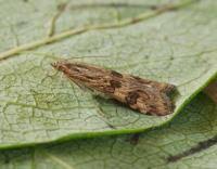 Attēlu rezultāti vaicājumam “Nomophila noctuella”