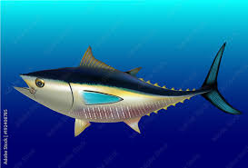 Image result for Thunnus thynnus