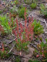 Attēlu rezultāti vaicājumam “Rumex acetosa flower”