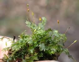 Attēlu rezultāti vaicājumam “Fissidens bryoides sporophyte”