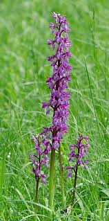 Attēlu rezultāti vaicājumam “Orchis mascula leaf”