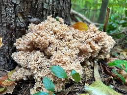 Attēlu rezultāti vaicājumam “Sparassis crispa”