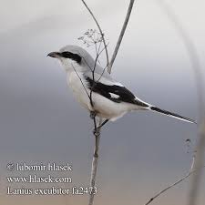 Attēlu rezultāti vaicājumam “Lanius excubitor adult”