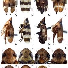 Attēlu rezultāti vaicājumam “Planaphrodes sp.”