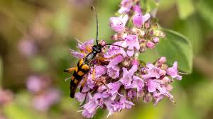 Attēlu rezultāti vaicājumam “Strangalia attenuata”