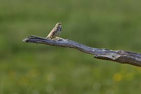 Image result for Emberiza calandra