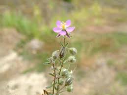 Attēlu rezultāti vaicājumam “Spergularia rubra”