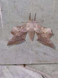 Attēlu rezultāti vaicājumam “Laothoe populi imago”