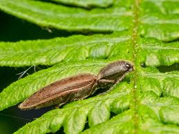 Attēlu rezultāti vaicājumam “Athous sp.”