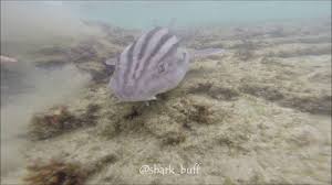 Image result for Poroderma africanum