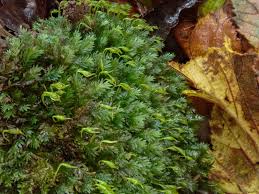 Attēlu rezultāti vaicājumam “Fissidens adianthoides”