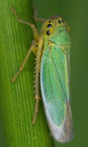 Attēlu rezultāti vaicājumam “Cicadella viridis female”