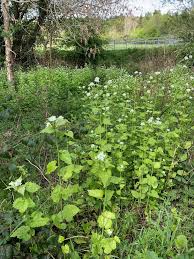 Attēlu rezultāti vaicājumam “Alliaria petiolata”