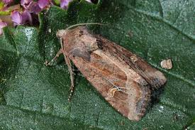 Attēlu rezultāti vaicājumam “Celaena leucostigma”