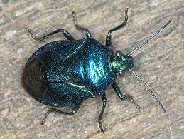 Attēlu rezultāti vaicājumam “Zicrona caerulea”