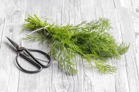 Image result for Dill