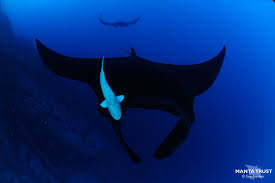 Image result for Mobula birostris