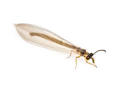 Attēlu rezultāti vaicājumam “Myrmeleontidae imago”