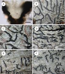 Attēlu rezultāti vaicājumam “Graphis scripta”