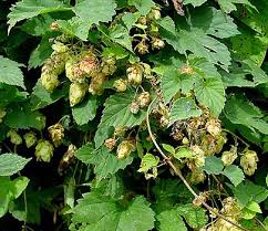 Attēlu rezultāti vaicājumam “Humulus lupulus fruit”