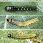 Attēlu rezultāti vaicājumam “Aphelia paleana”