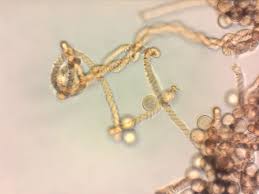 Attēlu rezultāti vaicājumam “Hemitrichia leiotricha macro”