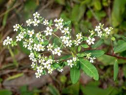Attēlu rezultāti vaicājumam “Euphorbiaceae”