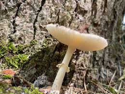 Attēlu rezultāti vaicājumam “Hygroamblystegium humile”