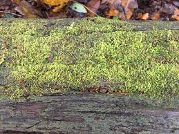 Attēlu rezultāti vaicājumam “Nowellia curvifolia”