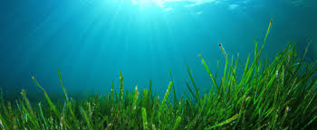 Attēlu rezultāti vaicājumam “Oligia sp.”