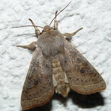 Attēlu rezultāti vaicājumam “Orthosia gracilis”