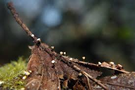 Attēlu rezultāti vaicājumam “Craterium minutum stalked”