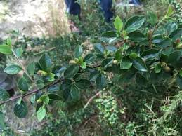 Attēlu rezultāti vaicājumam “Cotoneaster divaricatus”