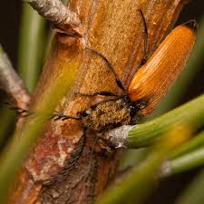 Attēlu rezultāti vaicājumam “Anostirus castaneus”