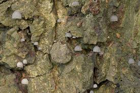 Attēlu rezultāti vaicājumam “Mycena pseudocorticola”