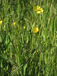 Attēlu rezultāti vaicājumam “Ranunculus lingua leaf”