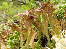 Attēlu rezultāti vaicājumam “Cetraria islandica”