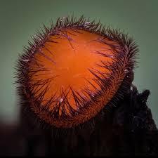 Attēlu rezultāti vaicājumam “Stemonitopsis typhina young”