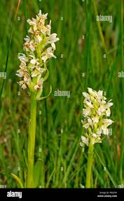 Attēlu rezultāti vaicājumam “Dactylorhiza ochroleuca leaf”