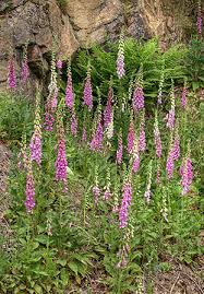 Image result for Fingerhut rot