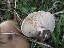 Attēlu rezultāti vaicājumam “Lepista sp.”