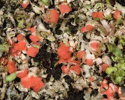 Attēlu rezultāti vaicājumam “Illosporiopsis christiansenii”