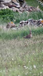 Attēlu rezultāti vaicājumam “Numenius arquata adult”