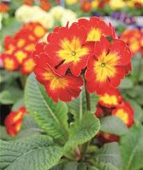 Attēlu rezultāti vaicājumam “Primula elatior”