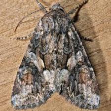 Attēlu rezultāti vaicājumam “Lacanobia contigua”