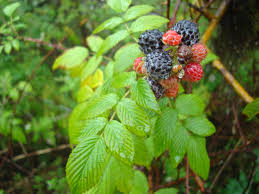 Attēlu rezultāti vaicājumam “Rubus nessensis fruit”